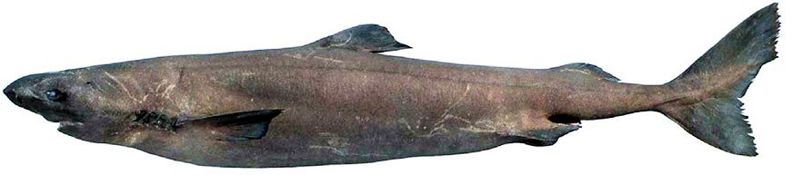 Somniosus rostratus_07